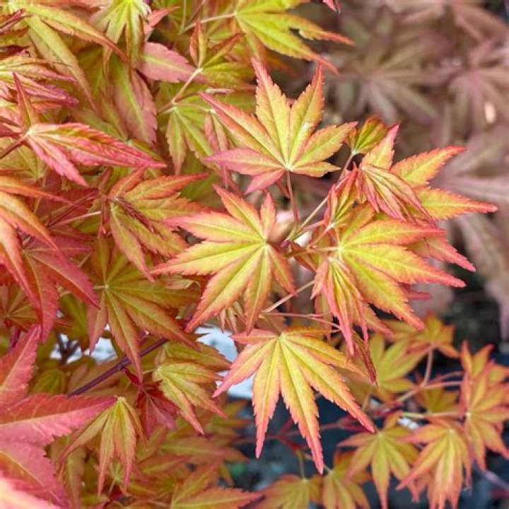 Discover The Allure Of Akane Japanese Maple: Unveiling Beauty And Significance