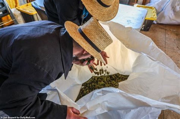 Unlock The Secrets Of Amish Grown Hemp: Discoveries & Insights