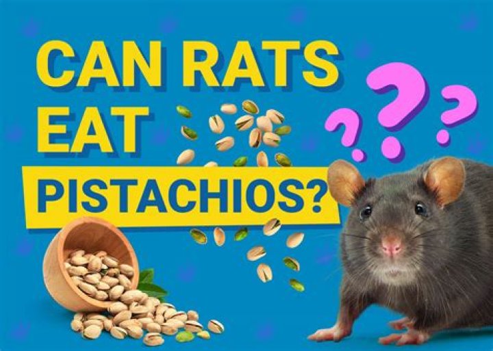 Can Rats Delight In The Taste Of Pistachios?