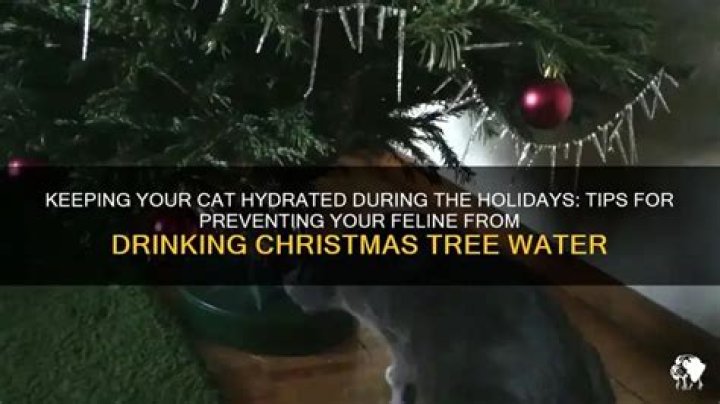 Uncover The Hidden Dangers For Curious Cats