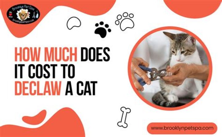 Unveil The Secrets: Declawing Cost Unveiled