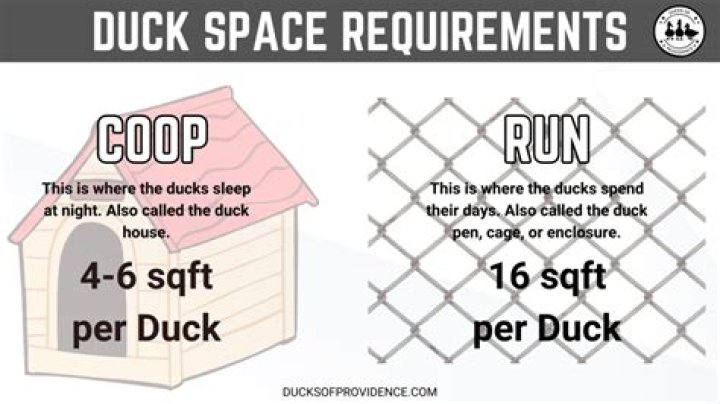 How Ducks Find Rest In Their Coops
