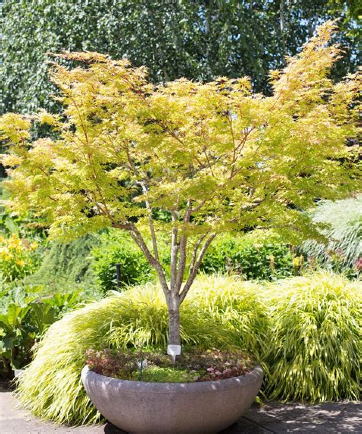 Discover The Enchanting World Of Japanese Maples For Shaded Gardens
