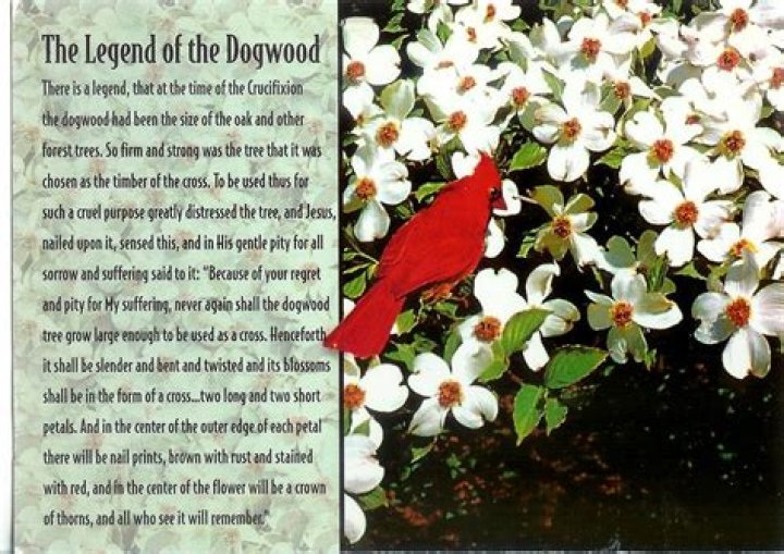 Unveiling The Timeless Legend Of The Dogwood Tree: Discoveries And Insights