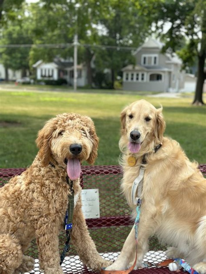 Unveiling The Heart Of Leo Golden Retriever Rescue: Discoveries And Revelations