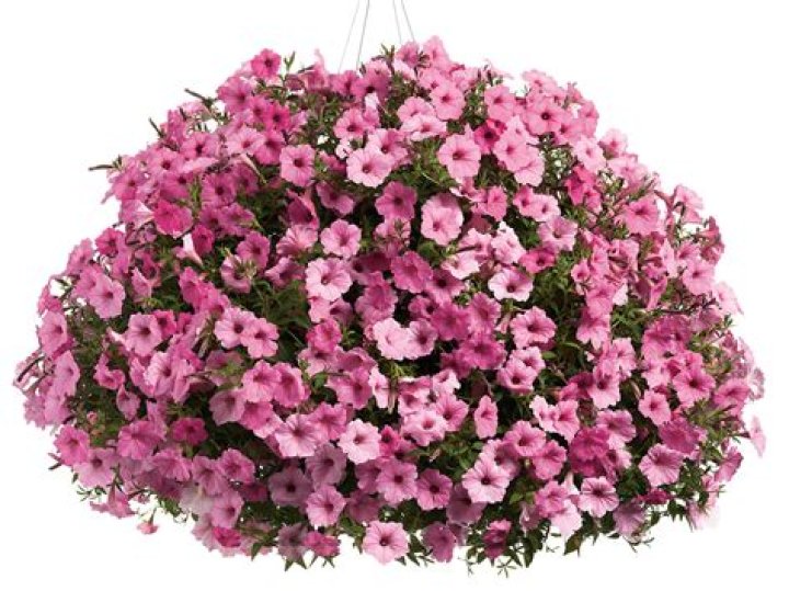 Unveiling The Enchanting World Of Supertunia Hanging Baskets: A Gardener's Paradise