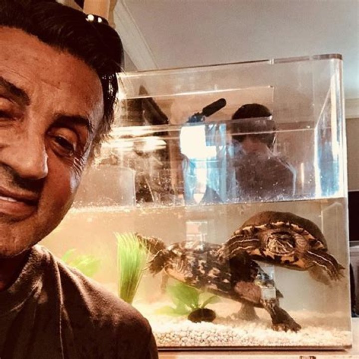 Unveiling The Secrets Of Sylvester Stallone's Turtles From Rocky: Discoveries And Insights