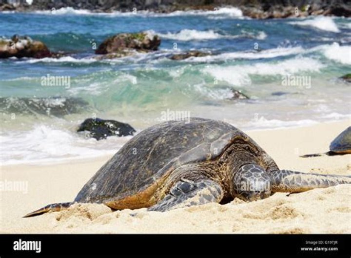 Unveiling The Wonders Of Turtles At Hookipa: Uncover Extraordinary Insights!