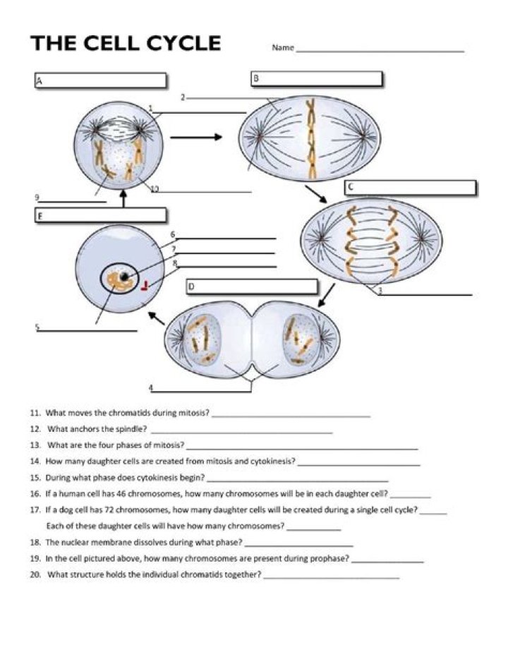 Unveiling The Secrets: Discoveries In Spindle Anchoring