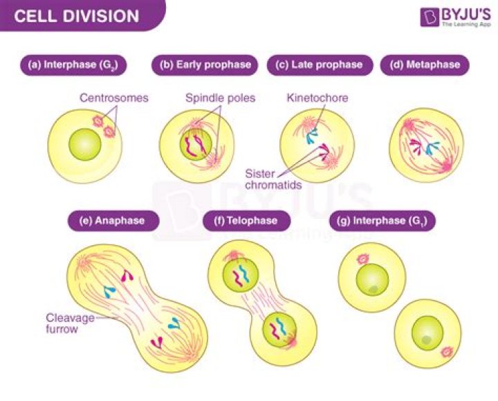 Unraveling The Secrets Of Cell Division: Microtubules, The Master Movers