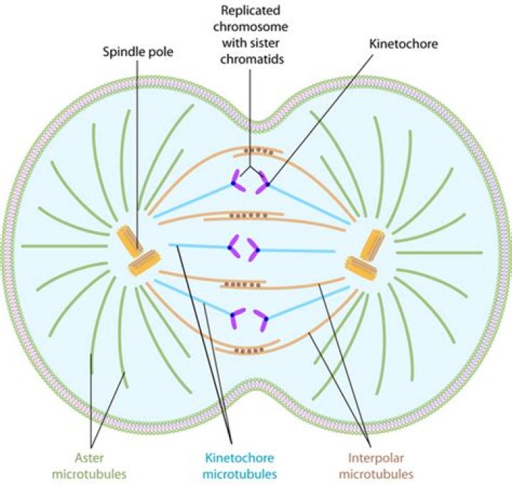 Uncovering The Forces Behind Chromatid Movement And Anchoring